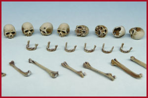 Skulls and Bones 75mm