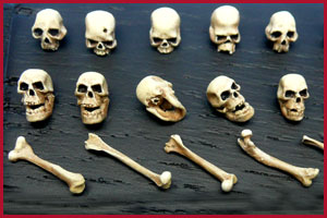 Skulls and Bones 54mm