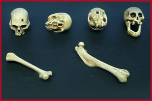 Skulls and Bones 60/65mm
